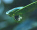 Goutte à goutte pour arbres et haies : guide d'installation complet