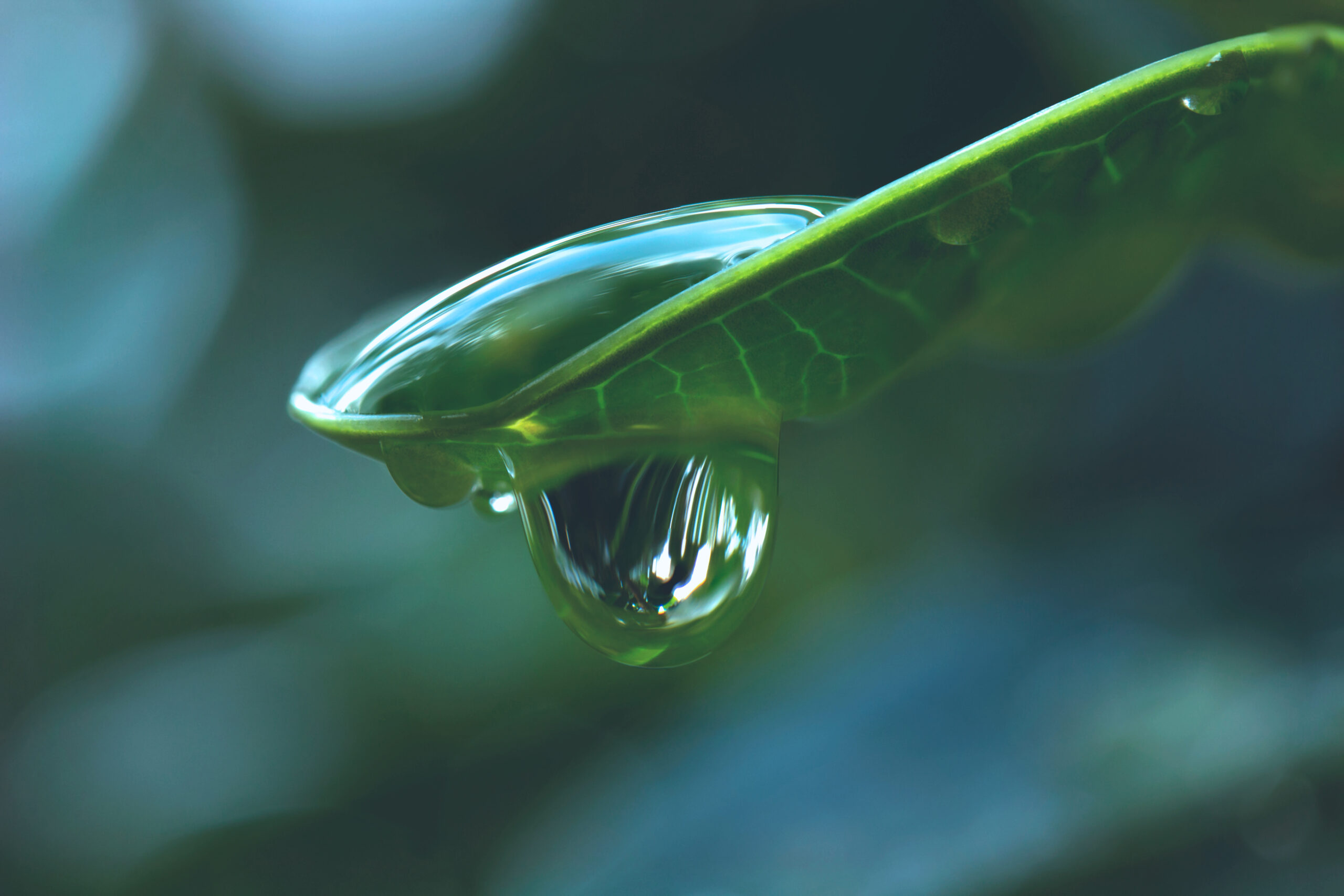 Goutte à goutte pour arbres et haies : guide d'installation complet